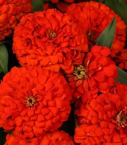 Magellan Scarlet Zinnia, Zinnia Elegans, Red Flower
Proven Winners
Sycamore, IL