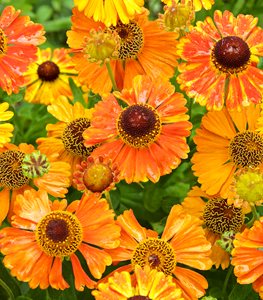 Mardi Gras Helenium, Sneezeweed, Helenium
Garden Design
Calimesa, CA