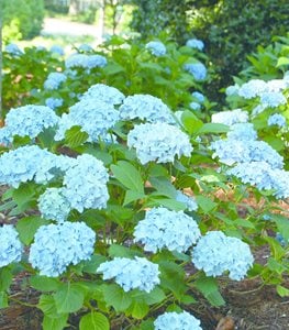 MINI PENNY HYDRANGEA