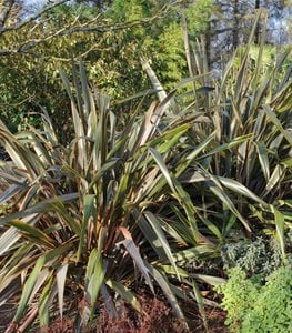 New Zealand Flax