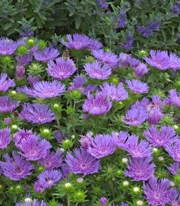 Peachie's Pick Aster, Lavender-Blue AsterProven WinnersSycamore, IL