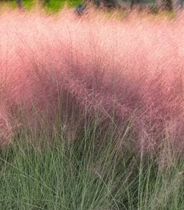 Pink Muhly Grass