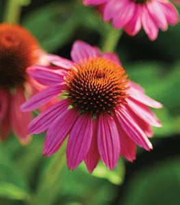 Pow Wow Wild Berry Coneflower, Pink Flower, Coneflower
Proven Winners
Sycamore, IL