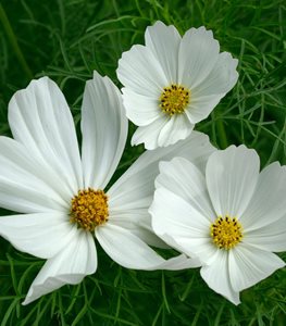 Purity Cosmos Flower