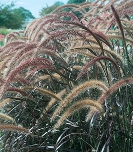 Graceful Grasses