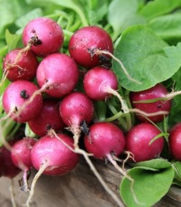 RADISHES