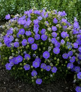 Rapido Blue Carpathian Bellflower, Campanula Carpatica, Blue Flowering Ground CoverProven WinnersSycamore, IL