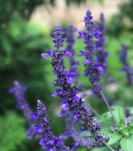 Rockin Playin The Blues Salvia, Salvia Hybrid, Blue SalviaProven WinnersSycamore, IL