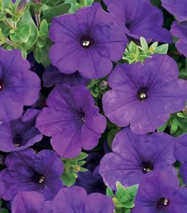 Supertunia® Royal Velvet®