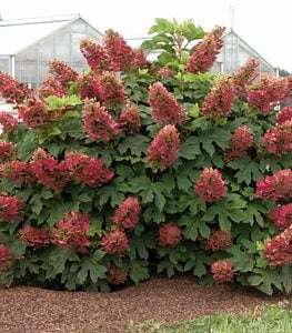 RUBY SLIPPERS HYDRANGEA