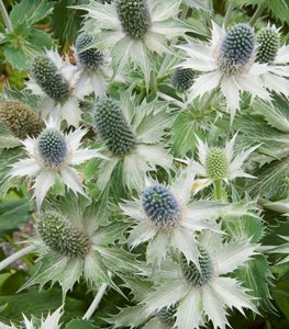 Sea Holly Flower, Sea Holly Miss Willmott's Ghost, Eryngium Giganteum
Garden Design
Calimesa, CA