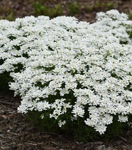 Candytuft Flowers