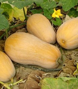 WINTER SQUASH