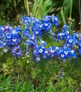 Summer Cloud Delphinium, Delphinium Grandiflorum, Blue FlowersProven WinnersSycamore, IL