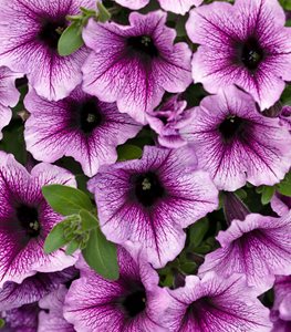 Supertunia, Bordeaux, Purple Petunia
Proven Winners
Sycamore, IL