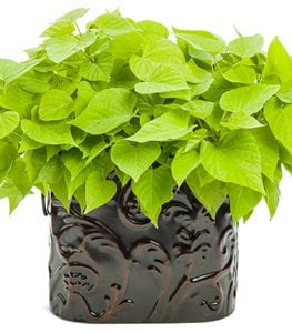 Sweet Caroline Sweetheart Lime sweet potato vine plant