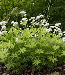 is sweet woodruff poisonous to dogs