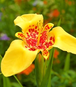 Tiger Flower, Tigridia Pavonia
Garden Design
Calimesa, CA