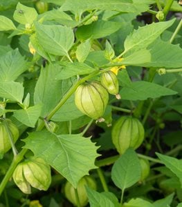 TOMATILLOS