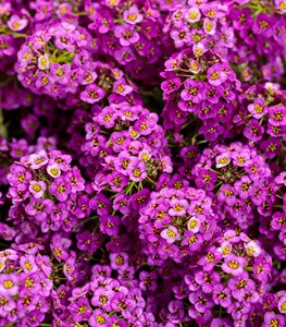 Violet Knight® sweet alyssum