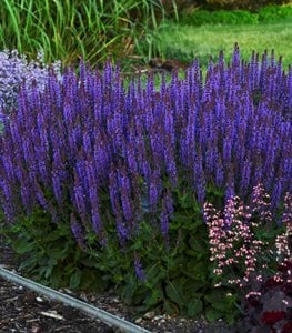 Color Spires® ‘Violet Riot’