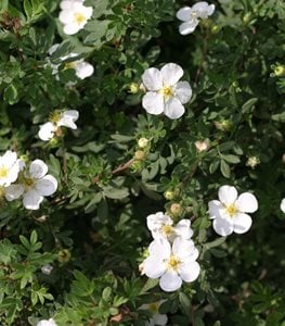 CINQUEFOIL