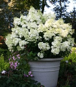 BOBO HYDRANGEA