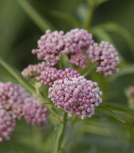 milkweed