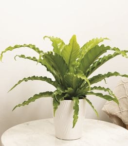 Living Lace® Victoria Bird's Nest Fern