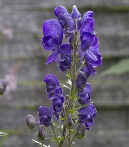 MONKSHOOD