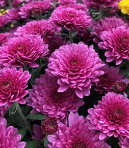 30 Types of Pink Flowers for Your Garden | Garden Design