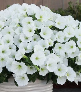 Supertunia Vista® Snowdrift™ petunia