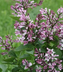 BABY KIM® DWARF LILAC