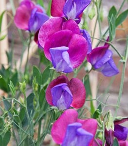 'Cupani' sweet pea