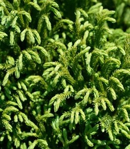 ‘Globosa Nana’ Dwarf Japanese Cedar