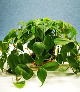 Heartleaf philodendron