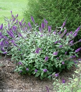 Lo &amp; Behold® 'Blue Chip Jr.' butterfly bush