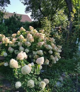 Bombshell Panicle Hydrangea