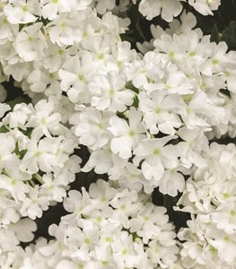 Superbena® Whiteout™ verbena