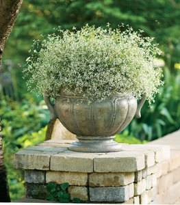 EUPHORBIA DIAMOND FROST