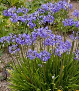 'Peter Pan' agapanthus