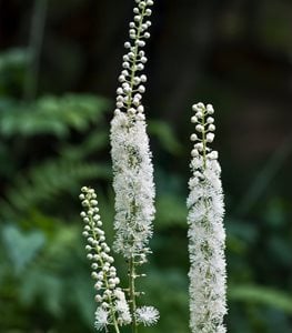 BLACK COHOSH