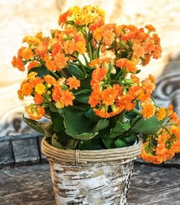 KALANCHOE