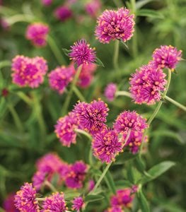 Truffula™ Pink gomphrena