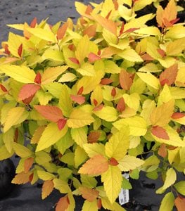 Double Play® Candy Corn® Spirea