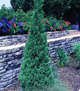 BLUE POINT CHINESE JUNIPER