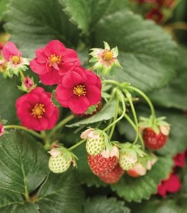 BERRIED TREASURE RED STRAWBERRY