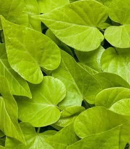 Sweet Caroline Sweetheart Lime sweet potato vine