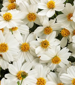 Campfire® Marshmallow™ Bidens