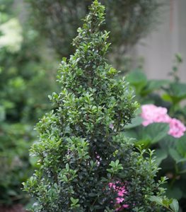 Sky Box® Japanese holly